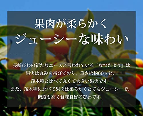 長崎びわ なつたより 露地栽培 3