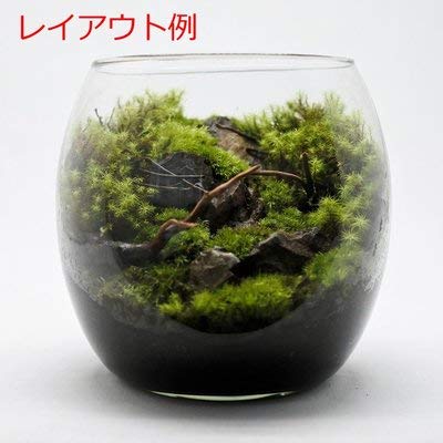 ホソバオキナゴケ（ヤマゴケ） 2