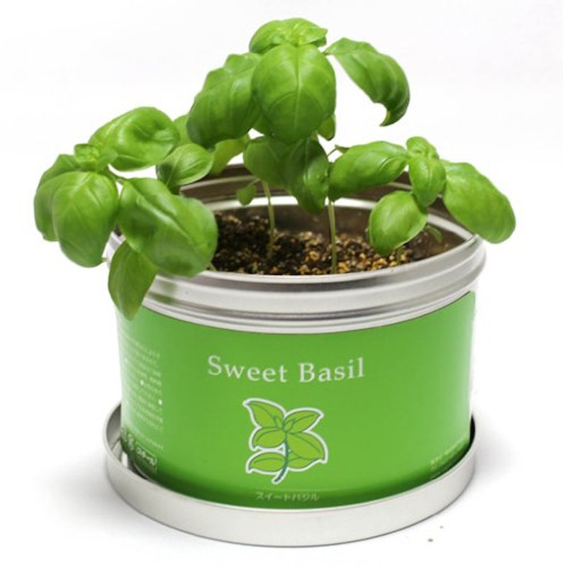 22年 ハーブ初心者向け栽培キットのおすすめ人気ランキング12選 Mybest 22年 ハーブ初心者向け栽培キットのおすすめ人気ランキング12選 Mybest