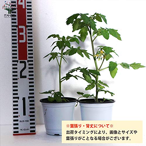 高糖度ミニトマトの苗 プリンセスアイコ 3