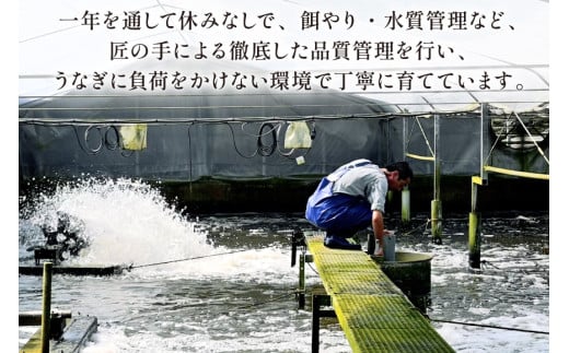 宮崎県産 ハーブうなぎ蒲焼 3