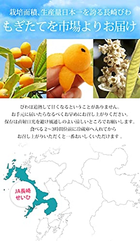 長崎びわ なつたより 露地栽培 6