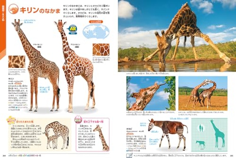 動物 新版 3