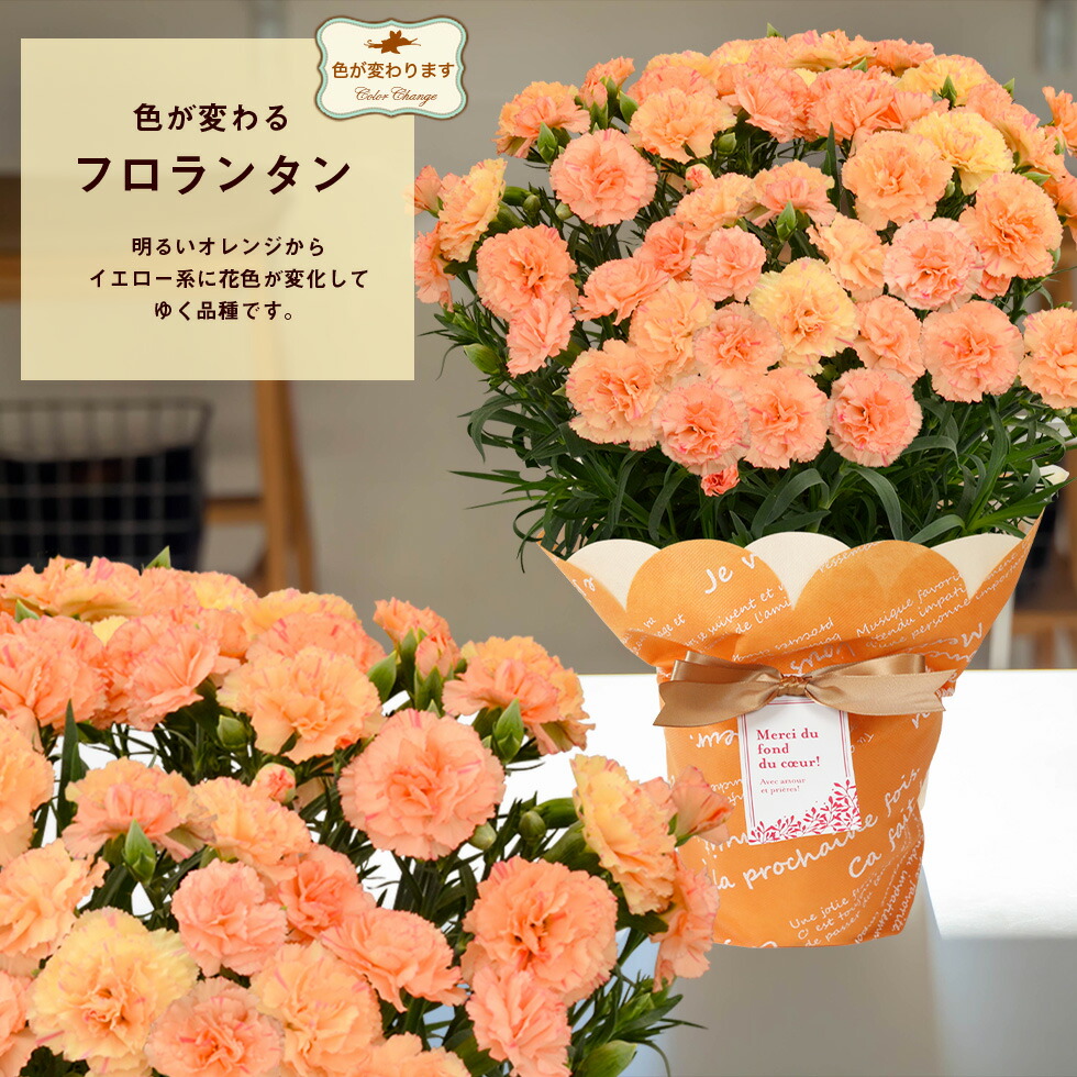 カーネーション 12