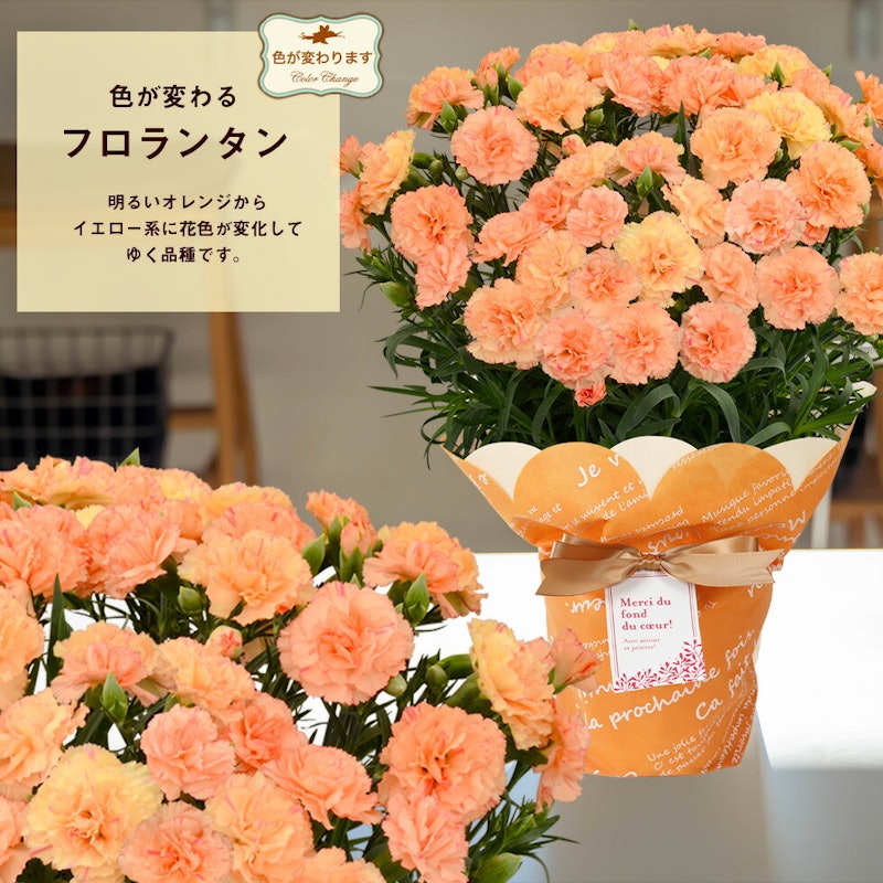 カーネーション 12