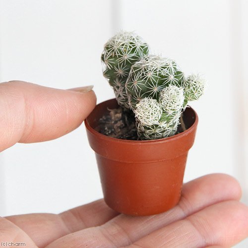 22年 サボテンのおすすめ人気ランキング19選 Mybest