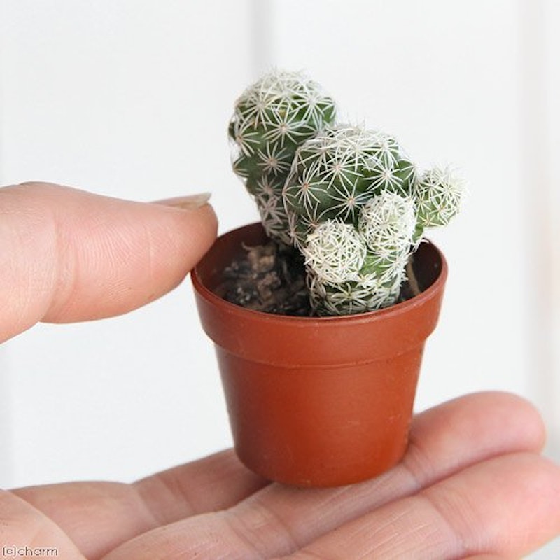22年 サボテンのおすすめ人気ランキング19選 Mybest 22年 サボテンのおすすめ人気ランキング19選 Mybest