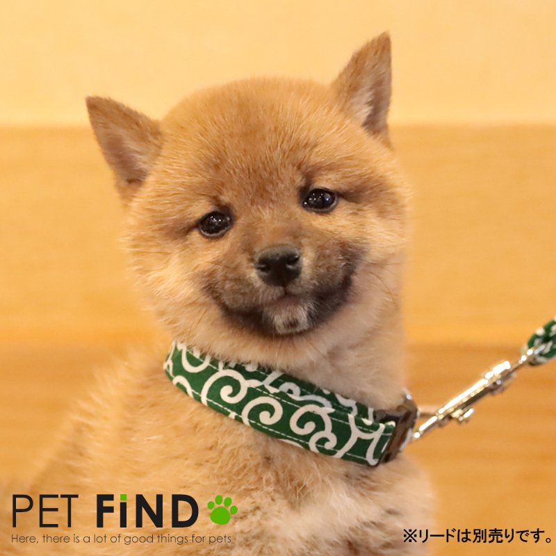 唐草模様犬用首輪 3