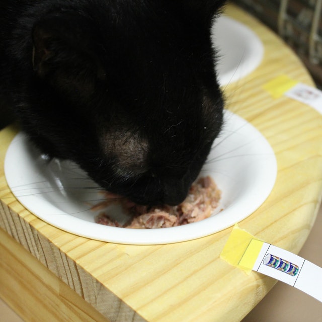 フリスキー トール缶 まぐろを全35商品と比較 口コミや評判を実際に使ってレビューしました Mybest フリスキー トール缶 まぐろを全35商品と比較 口コミや評判を実際に使ってレビューしました Mybest