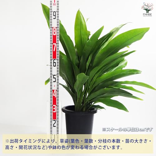 オルキダンタ マキシラリオイデス 3