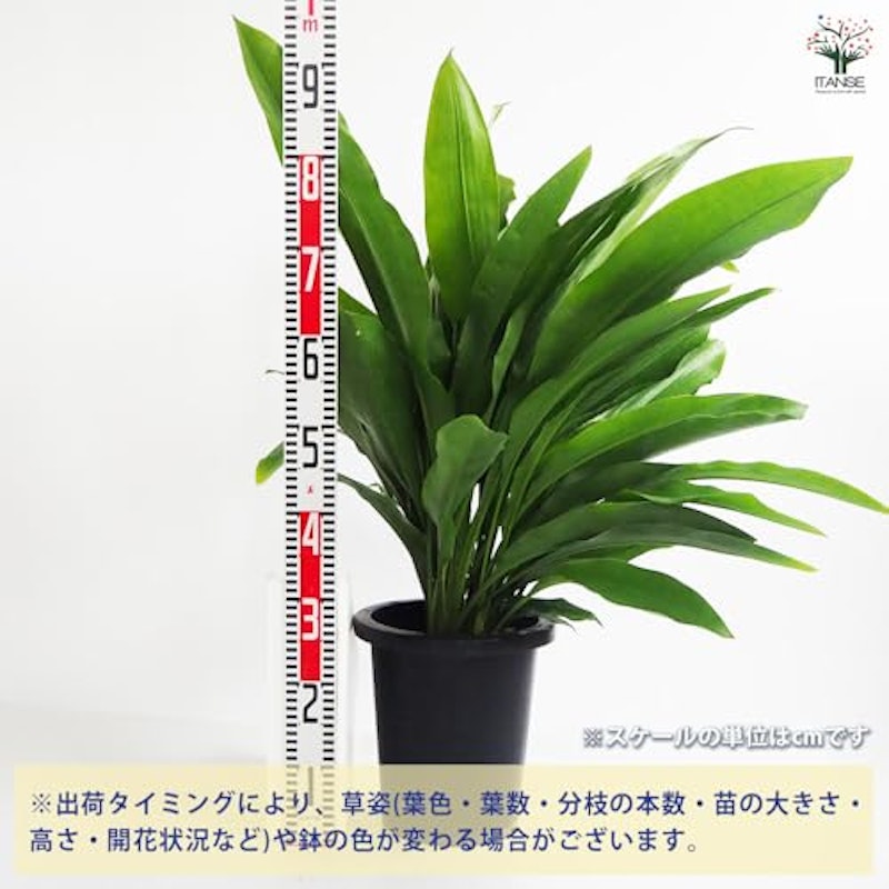 オルキダンタ マキシラリオイデス 3