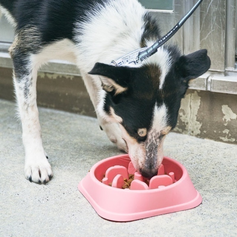 Diester ペット用 早食い防止食器を全10商品と比較 口コミや評判を実際に使ってレビューしました Mybest Diester ペット用 早食い防止食器を全10商品と比較 口コミや評判を実際に使ってレビューしました Mybest