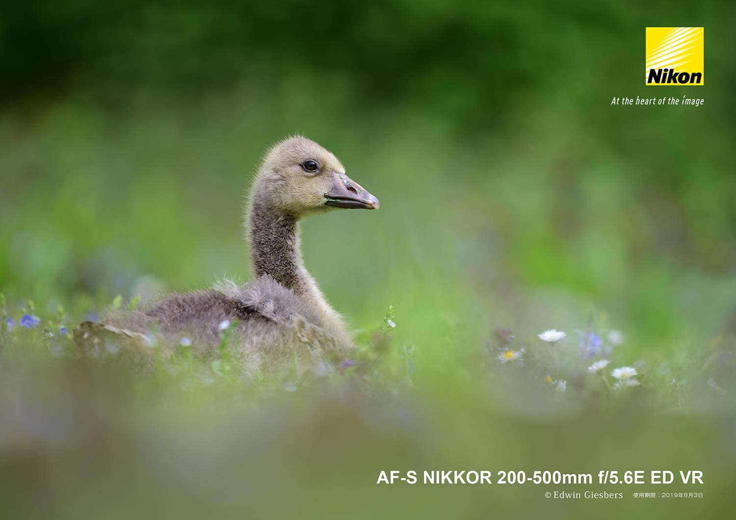 AF-S NIKKOR 200-500mm f/5.6E ED VR 10
