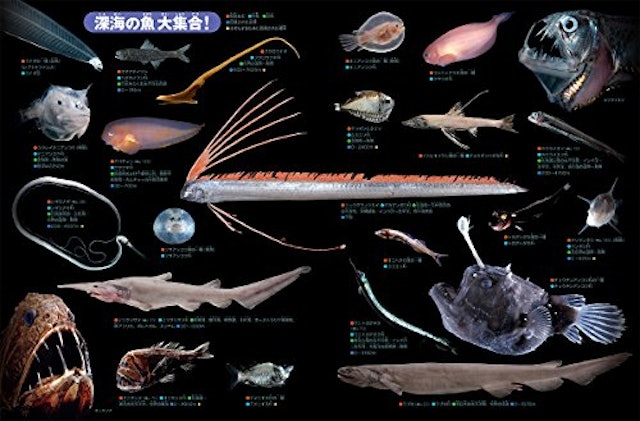 22年 魚図鑑のおすすめ人気ランキング15選 Mybest 22年 魚図鑑のおすすめ人気ランキング15選 Mybest