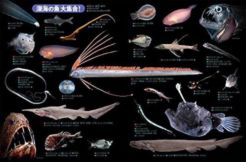 21年 魚図鑑のおすすめ人気ランキング15選 Mybest 21年 魚図鑑のおすすめ人気ランキング15選 Mybest