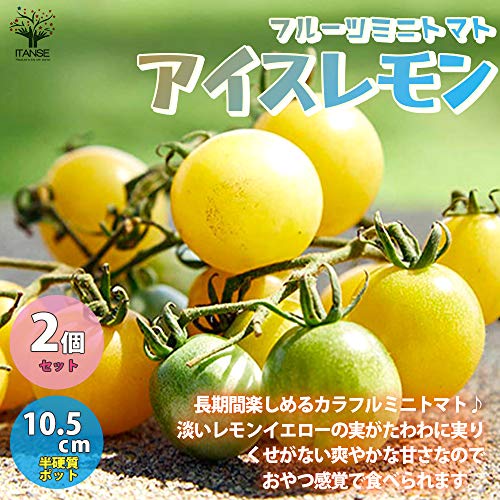 フルーツミニトマトの苗 アイスレモン 1