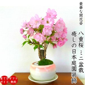 八重桜ミニ盆栽 1