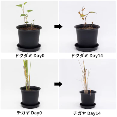 ドクダミは茎が立ったまま、チガヤも緑が残る結果に