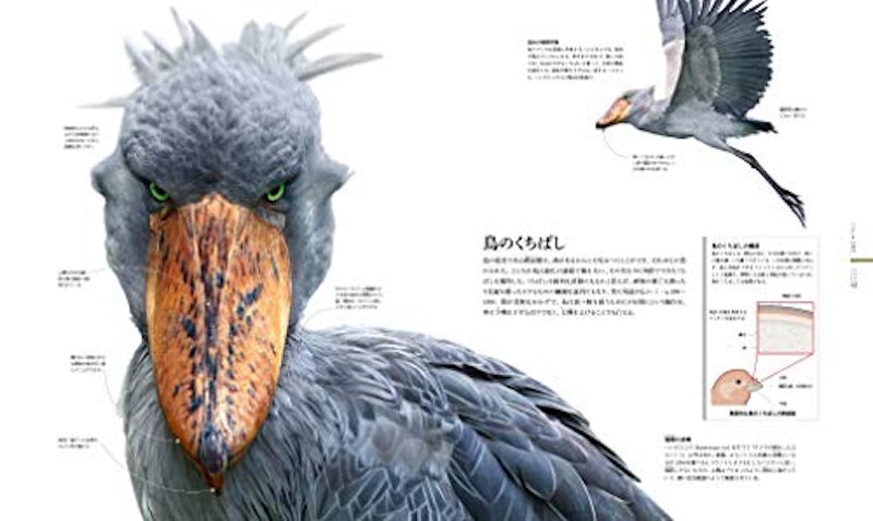 ZOOLOGY 図鑑 動物の世界 5