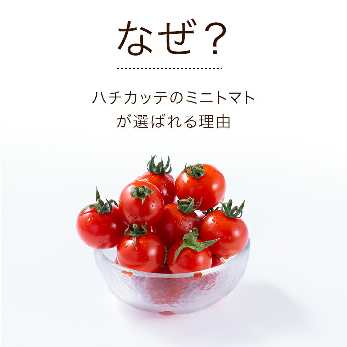ミニトマト 3