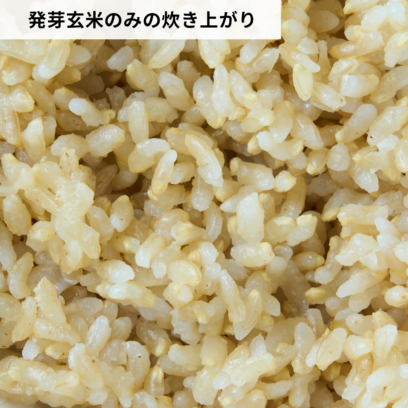 胚芽の栄養 たっぷりつまった 「金のいぶき」の発芽米 6