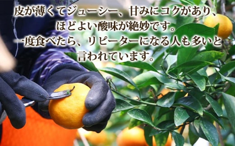山北温室みかん 2