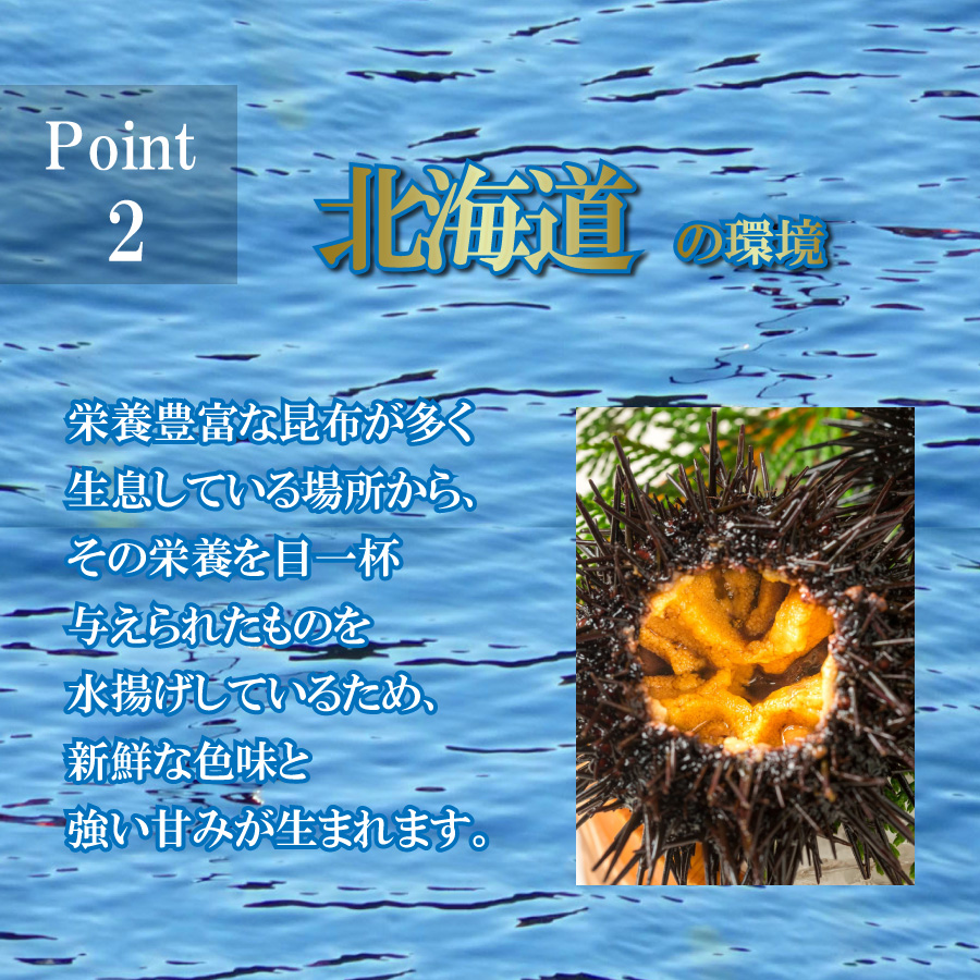 北海道産塩水ムラサキウニ 4
