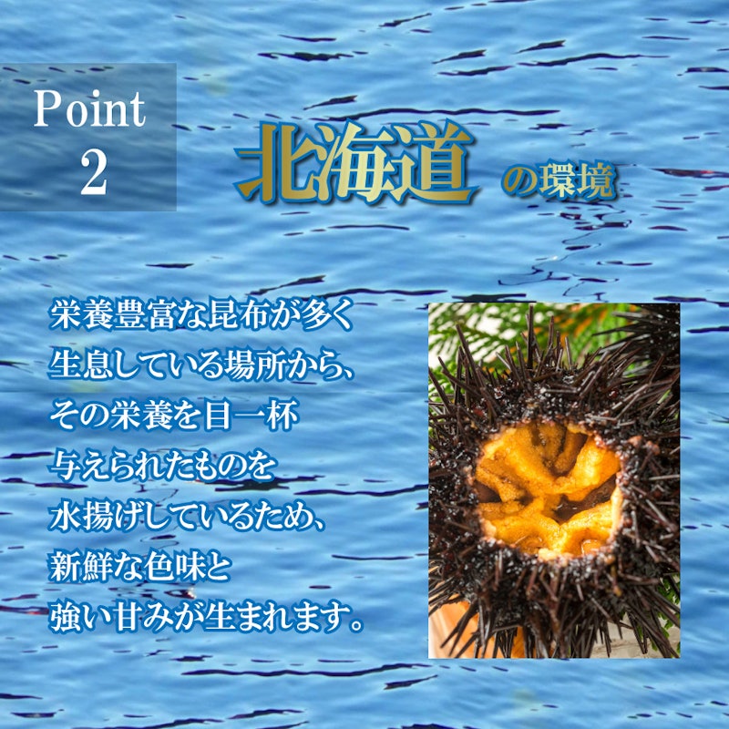 北海道産塩水ムラサキウニ 4