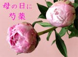 生花のおすすめ人気ランキング【2026年6月】 4