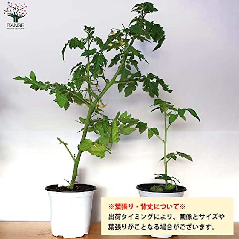 ミニトマト苗 すずなりトマト 5