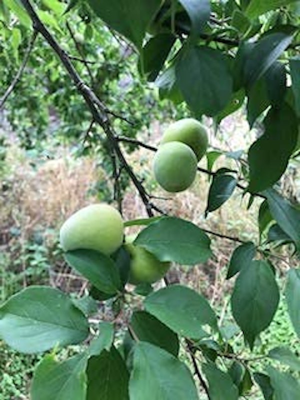 和歌山県産 冷凍 完熟南高梅 5