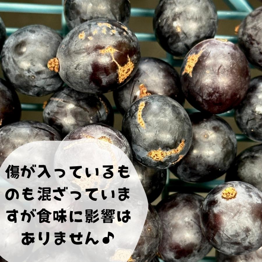 冷凍 種あり巨峰 6