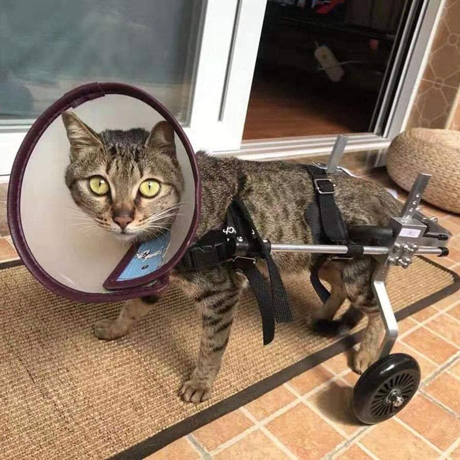 犬猫用車椅子 3