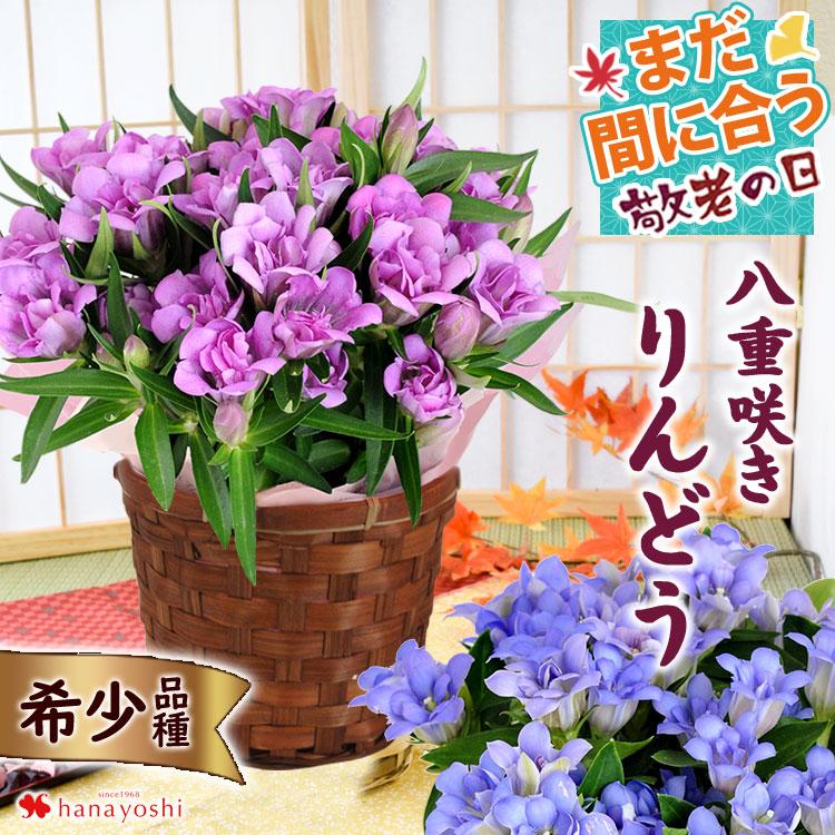 八重咲き りんどう 1