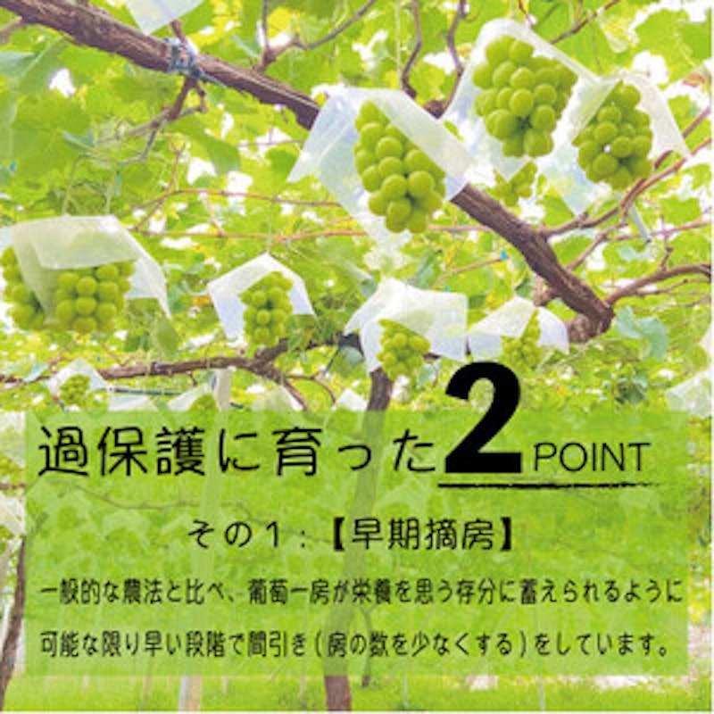 のびのび育てたシャインマスカット 3
