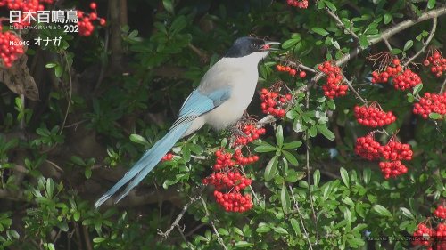 日本百鳴鳥 202 映像と鳴き声で愉しむ野鳥図鑑 6