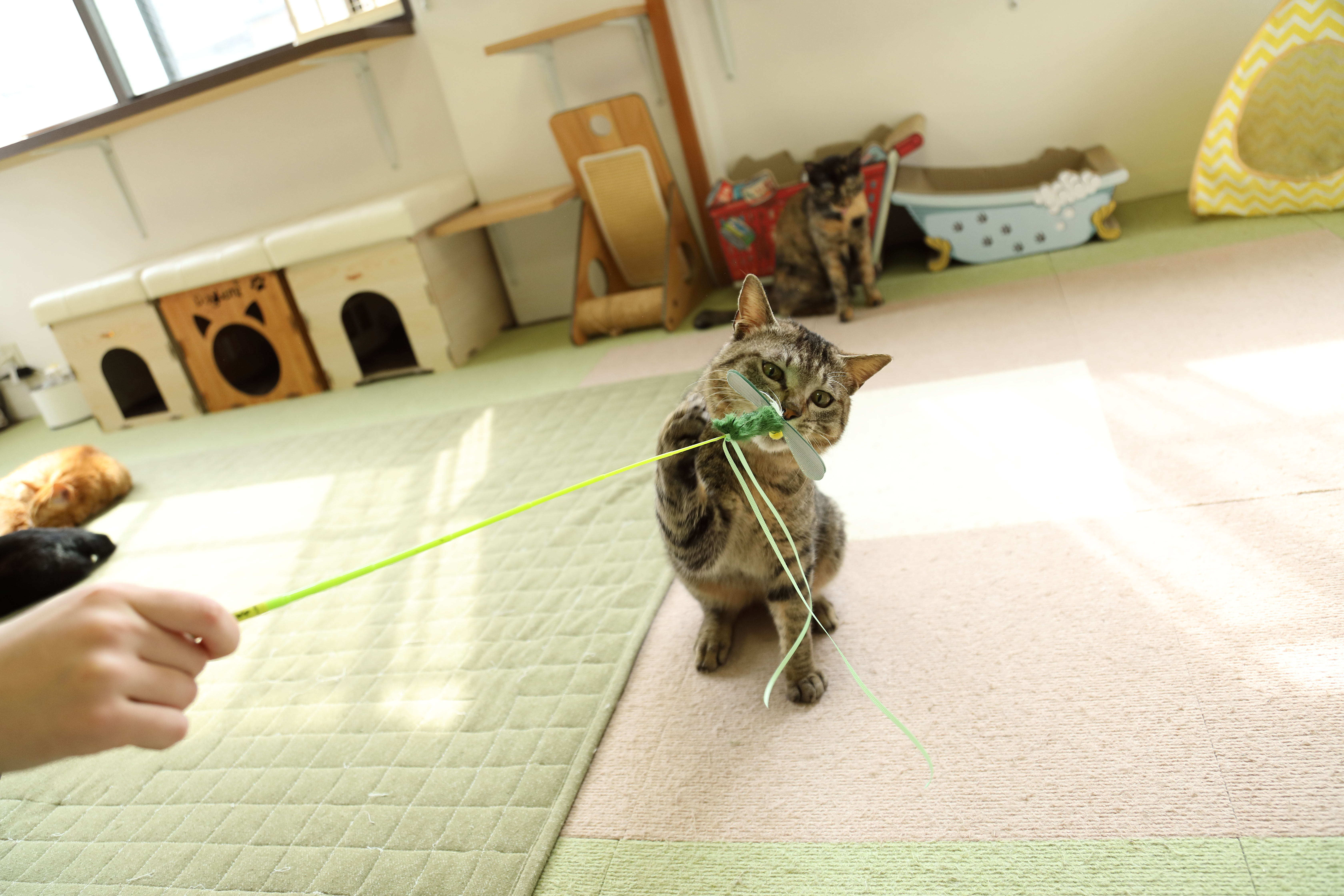 じゃれ猫 ブンブン トンボ 4