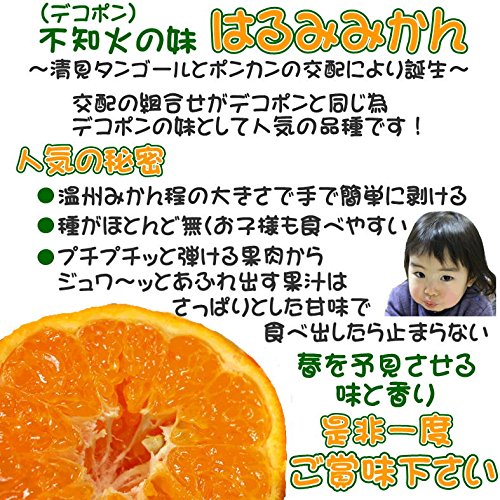 愛媛県産 はるみみかん 3