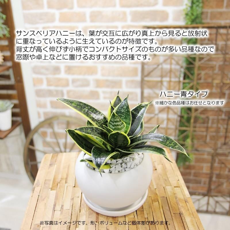 サンスベリア ハニー 9