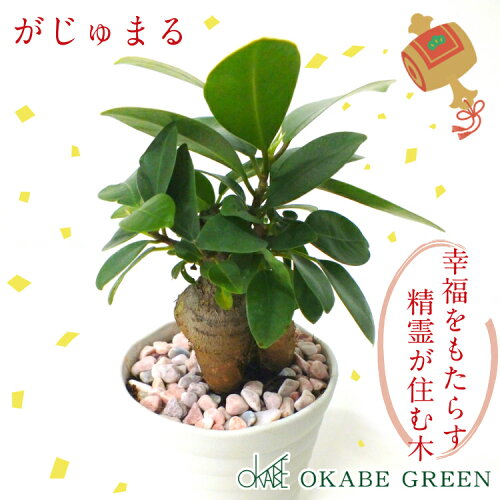 22年 観葉植物のおすすめ人気ランキング28選 Mybest