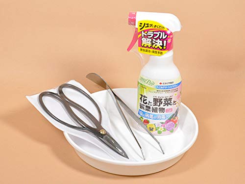 ミニ五葉松の盆栽とはじめての道具セット 3