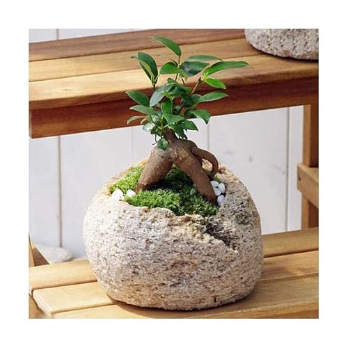 苔盆栽 ガジュマル 1