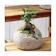 チャーム 苔盆栽 ガジュマル 1