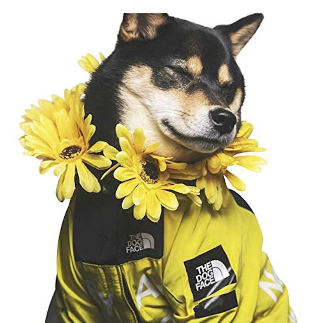 21年 犬用レインコートのおすすめ人気ランキング16選 Mybest 21年 犬用レインコートのおすすめ人気ランキング16選 Mybest