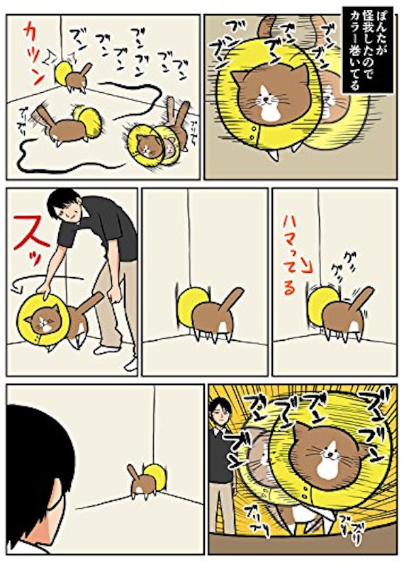 鴻池剛と猫のぽんた ニャアアアン! 3