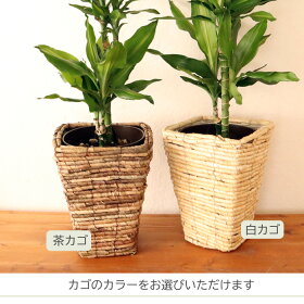観葉植物 ドラセナジェレ 2