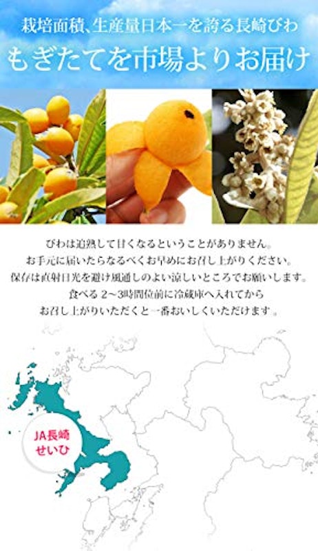 長崎びわ 露地栽培 6