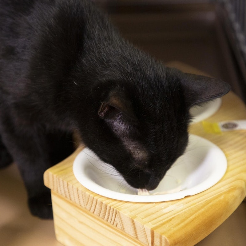 フリーズドライのササミ猫用 7