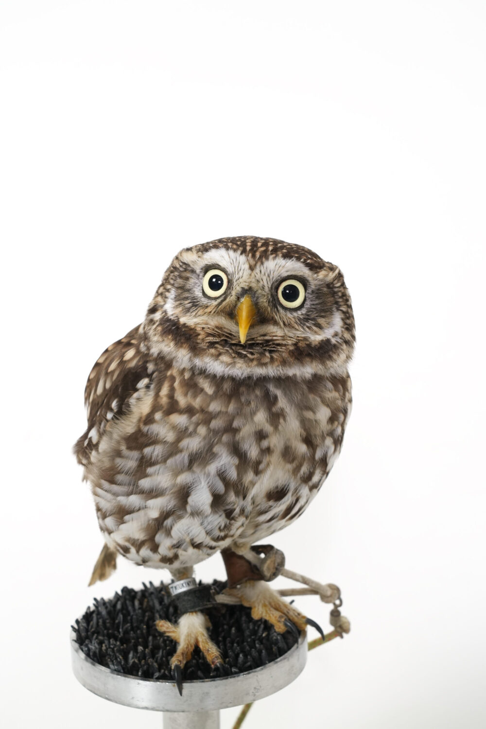 ラブリー・アニモア 2