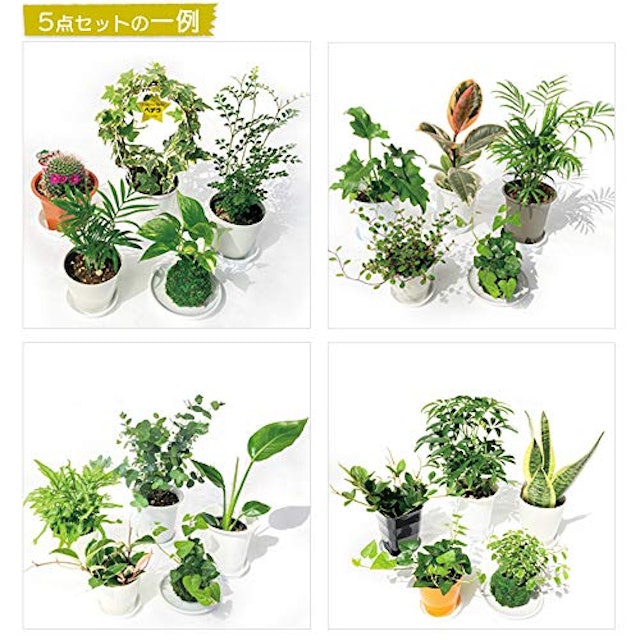 21年 観葉植物のおすすめ人気ランキング30選 Mybest 21年 観葉植物のおすすめ人気ランキング30選 Mybest
